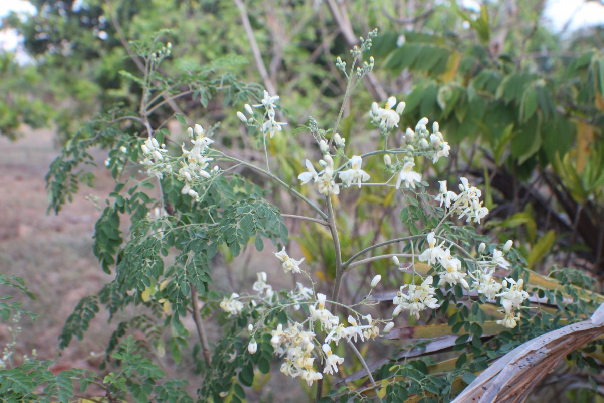 Moringaceae